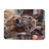Brindle English Bull Terrier Magnet (Horizontal)