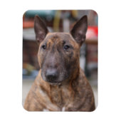 Brindle English Bull Terrier Magnet (Vertikal)