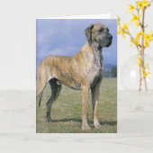 Brindle Great Dane Grußkarte Karte (Gelbe Blume)
