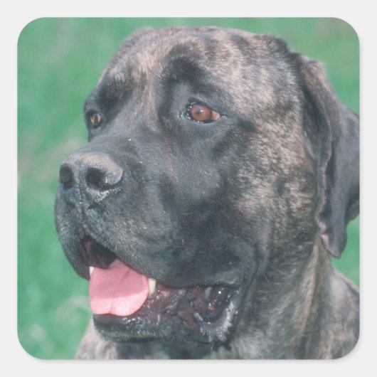 Brindle Mastiff Quadratischer Aufkleber (Vorderseite)