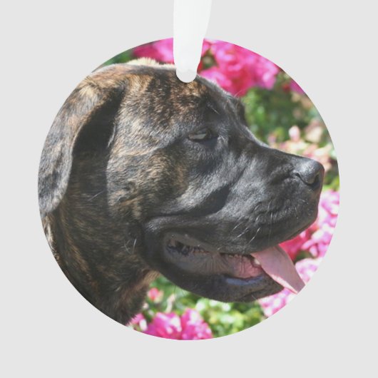 Brindle Mastiffwelpe Ornament (Vorderseite)