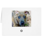 Brindle Pit Bull Puppy von Shirley Taylor (Rückseite Horizontal)