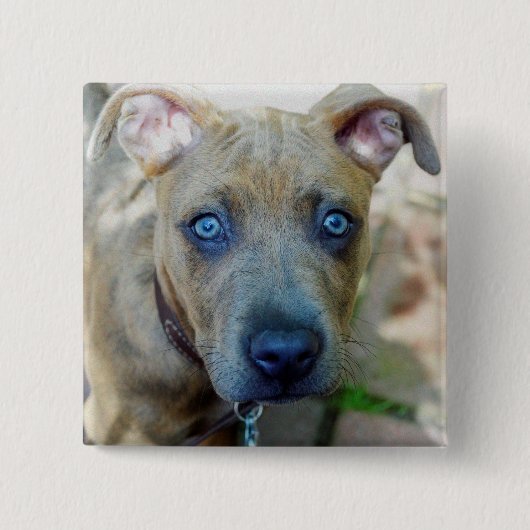 Brindle Pit Bull Puppy von Shirley Taylor Button (Vorderseite)