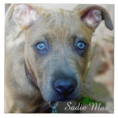 Brindle Pit Bull Puppy von Shirley Taylor Fliese (Vorderseite)