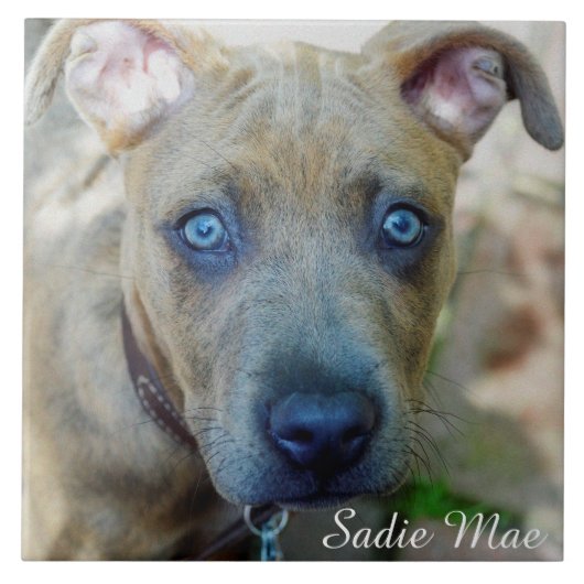 Brindle Pit Bull Puppy von Shirley Taylor Fliese (Vorderseite)