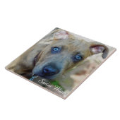 Brindle Pit Bull Puppy von Shirley Taylor Fliese (Seite)