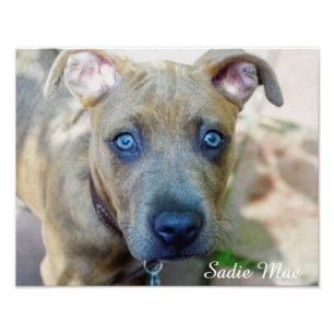 Brindle Pit Bull Puppy von Shirley Taylor Fotodruck