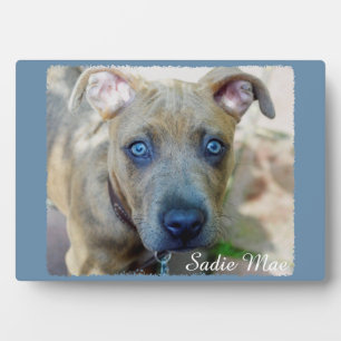 Brindle Pit Bull Puppy von Shirley Taylor Fotoplatte