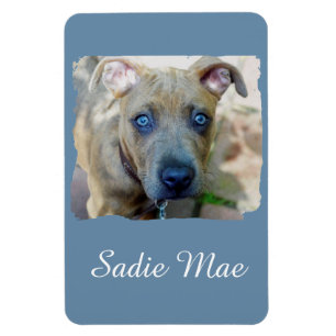 Brindle Pit Bull Puppy von Shirley Taylor Magnet