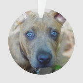 Brindle Pit Bull Puppy von Shirley Taylor Ornament (Vorderseite)