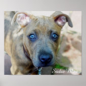 Brindle Pit Bull Puppy von Shirley Taylor Poster (Vorne)