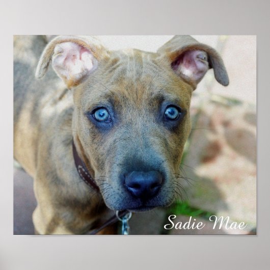 Brindle Pit Bull Puppy von Shirley Taylor Poster (Vorne)