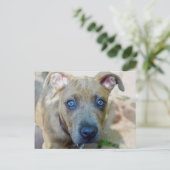 Brindle Pit Bull Puppy von Shirley Taylor Postkarte (Stehend Vorderseite)