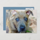 Brindle Pit Bull Puppy von Shirley Taylor Postkarte (Vorne/Hinten)