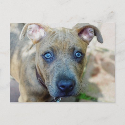 Brindle Pit Bull Puppy von Shirley Taylor Postkarte (Vorderseite)