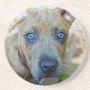 Brindle Pit Bull Puppy von Shirley Taylor Sandstein Untersetzer