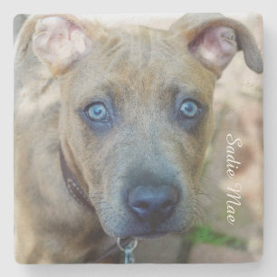 Brindle Pit Bull Puppy von Shirley Taylor Steinuntersetzer