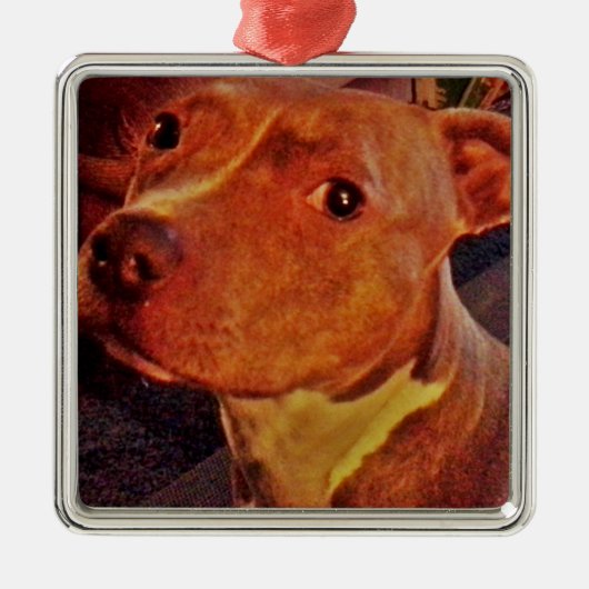 BRINDLE PITBULL-Verzierung Ornament Aus Metall (Vorne)