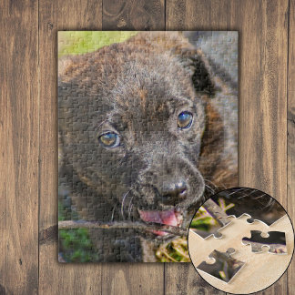 Brindle Puppy-Kauen auf Twig Puzzle