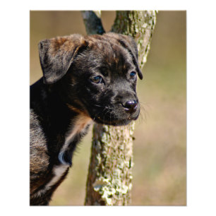 Brindle Puppy Portrait Fotodruck