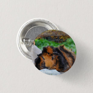 Brindle, Rosette Guinea Schweineunterkunft Außenbe Button