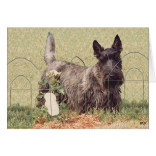 Brindle Scottish Terrier mit Rose
