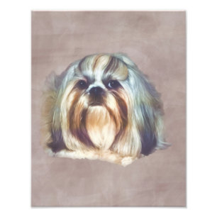Brindle und weißer Hund Shih Tzu Fotodruck