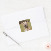 Brindle Whippet Stickers (Umschlag)