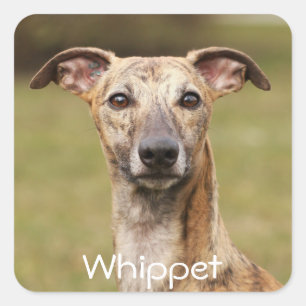 Brindle Whippet Stickers