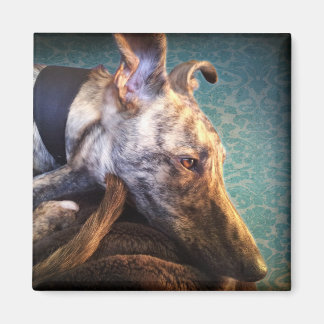 Brindled Lurcher Greyhound Magnet