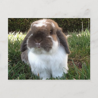 Bringen Sie etwas Wut in Ihr Leben! Postkarte