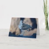 Bristle-thighed Curlew Karte (Vorderseite)