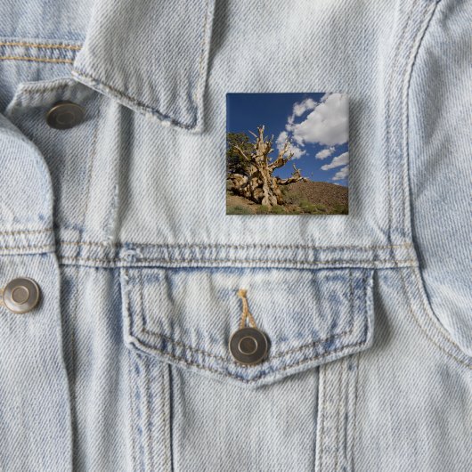 Bristlecone-Kiefer im alten Bristlecone-Wald, Button (Beispiel)