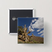 Bristlecone-Kiefer im alten Bristlecone-Wald, Button (Vorne & Hinten)