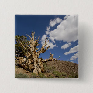 Bristlecone-Kiefer im alten Bristlecone-Wald, Button