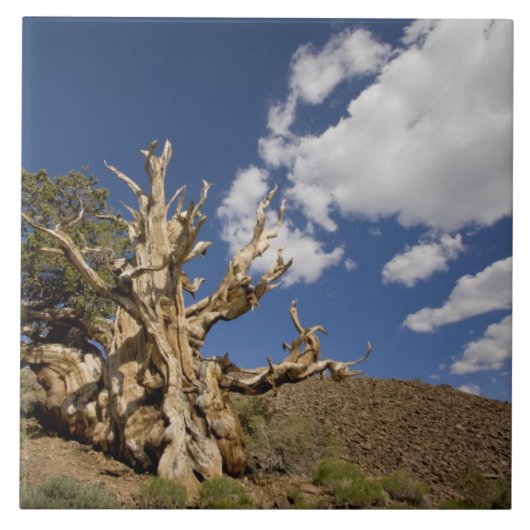 Bristlecone-Kiefer im alten Bristlecone-Wald, Fliese (Vorderseite)