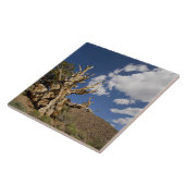 Bristlecone-Kiefer im alten Bristlecone-Wald, Fliese (Seite)