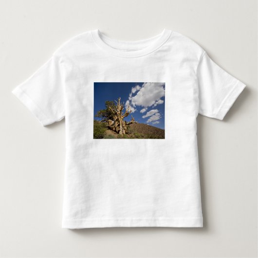 Bristlecone-Kiefer im alten Bristlecone-Wald, Kleinkind T-shirt (Vorderseite)