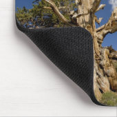 Bristlecone-Kiefer im alten Bristlecone-Wald, Mousepad (Ecke)