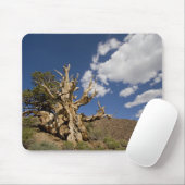 Bristlecone-Kiefer im alten Bristlecone-Wald, Mousepad (Mit Mouse)