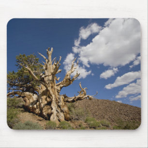 Bristlecone-Kiefer im alten Bristlecone-Wald, Mousepad