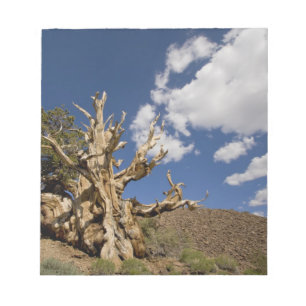 Bristlecone-Kiefer im alten Bristlecone-Wald, Notizblock