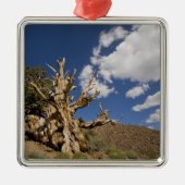 Bristlecone-Kiefer im alten Bristlecone-Wald, Ornament Aus Metall (Vorne)