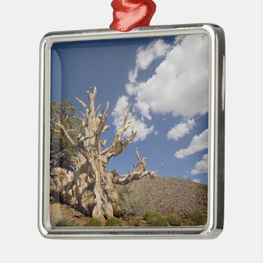 Bristlecone-Kiefer im alten Bristlecone-Wald, Ornament Aus Metall (Links)
