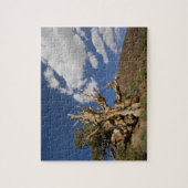 Bristlecone-Kiefer im alten Bristlecone-Wald, Puzzle (Vertikal)