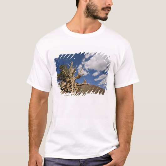 Bristlecone-Kiefer im alten Bristlecone-Wald, T-Shirt (Vorderseite)