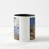 Bristlecone-Kiefer im alten Bristlecone-Wald, Tasse (Zentrum)