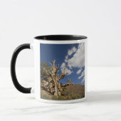Bristlecone-Kiefer im alten Bristlecone-Wald, Tasse (Links)