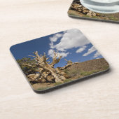 Bristlecone-Kiefer im alten Bristlecone-Wald, Untersetzer (Linke Seite)