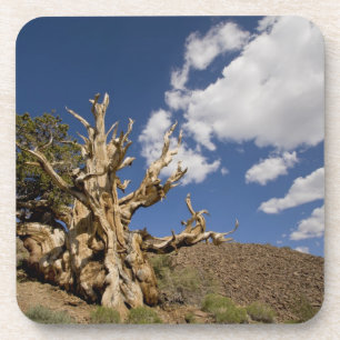 Bristlecone-Kiefer im alten Bristlecone-Wald, Untersetzer